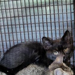 Shelter Stray Male Cat last seen VICTOR, 4710 TX-151, San Antonio, TX 78227, USA