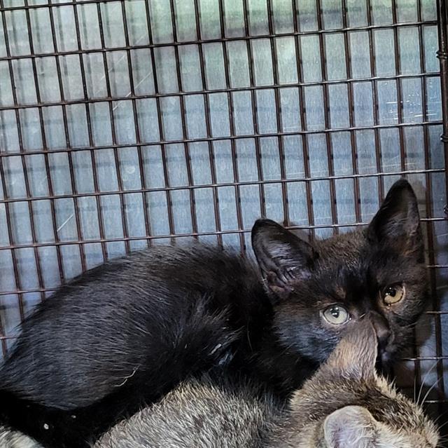 Shelter Stray Male Cat last seen VICTOR, 4710 TX-151, San Antonio, TX 78227, USA