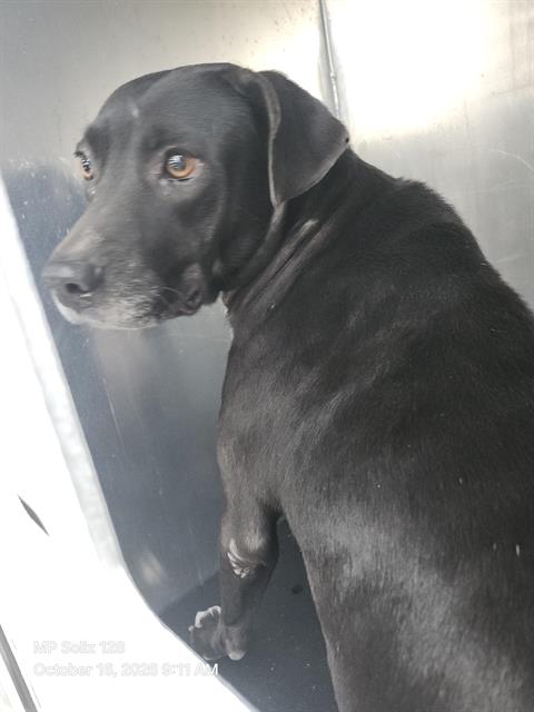 Shelter Stray Female Dog last seen Near BLOCK SW MILITARY DR, 4710 TX-151, San Antonio, TX 78227, USA