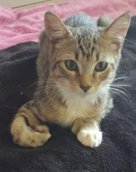 Shelter Stray Male Cat last seen Near BLOCK W BEAVER, 2020 Forest St, Jacksonville, FL 32204, USA