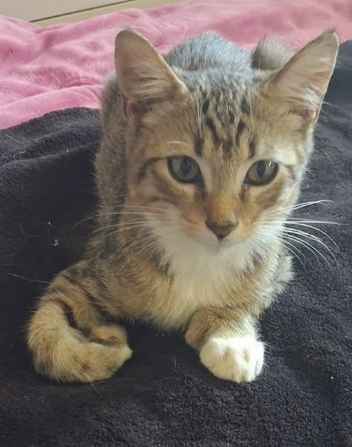 Shelter Stray Male Cat last seen Near BLOCK W BEAVER, 2020 Forest St, Jacksonville, FL 32204, USA