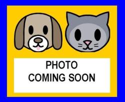 Shelter Stray Female Cat last seen NW 410, 4710 TX-151, San Antonio, TX 78227, USA