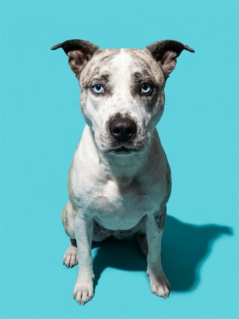 Shelter Stray Female Dog last seen TOWNSEND RD, 2020 Forest St, Jacksonville, FL 32204, USA