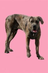 Shelter Stray Female Dog last seen Near BLOCK W 53 RD, 3599 NW 79th Ave, Doral, FL 33122, USA