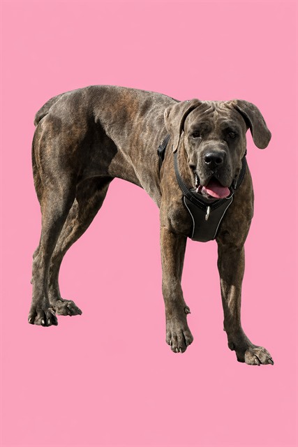 Shelter Stray Female Dog last seen Near BLOCK W 53 RD, 3599 NW 79th Ave, Doral, FL 33122, USA