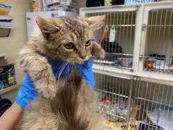 Shelter Stray Male Cat last seen Near BLOCK W STATE ST, 3839 W Burnham St, West Milwaukee, WI 53215, USA
