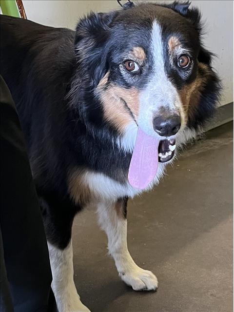 Shelter Stray Female Dog last seen , 1850 W 60th St, Los Angeles, CA 90047, USA