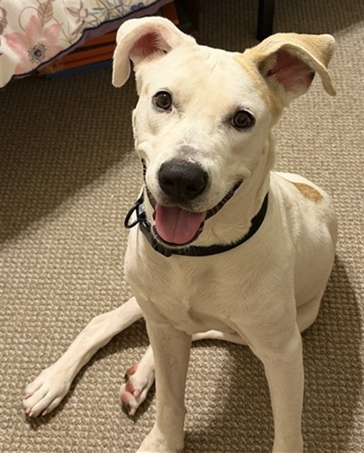 Shelter Stray Male Dog last seen , 2811 SE 29th St, Oklahoma City, OK 73129, USA