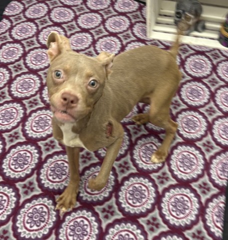 Shelter Stray Female Dog last seen Near BLOCK PARKER ST, DETROIT, MI 48213, 1431 E Ferry St, Detroit, MI 48211, USA