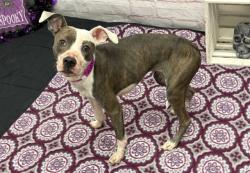Shelter Stray Female Dog last seen Near BLOCK HOUSE ST, DETROIT MI 48234, 1431 E Ferry St, Detroit, MI 48211, USA