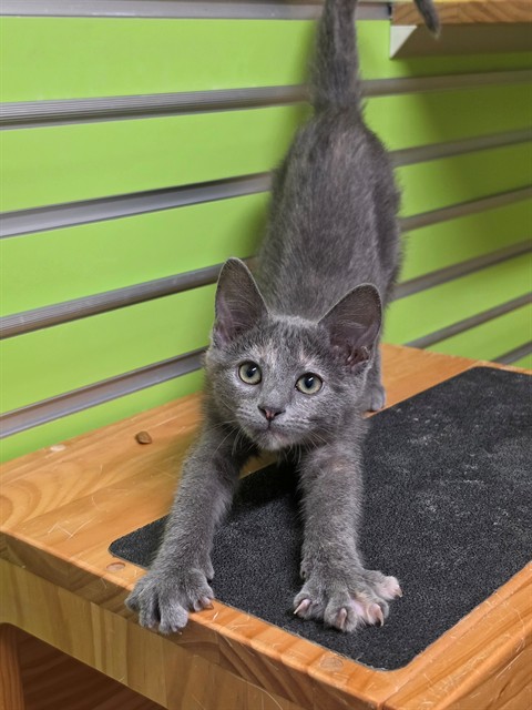 Shelter Stray Female Cat last seen JOSEPHVILLE, 4850 Mid Rivers Mall Dr, St Peters, MO 63376, USA