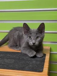 Shelter Stray Female Cat last seen JOSEPHVILLE, 4850 Mid Rivers Mall Dr, St Peters, MO 63376, USA