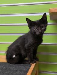 Shelter Stray Male Cat last seen JOSEPHVILLE, 4850 Mid Rivers Mall Dr, St Peters, MO 63376, USA