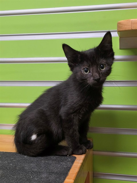 Shelter Stray Male Cat last seen JOSEPHVILLE, 4850 Mid Rivers Mall Dr, St Peters, MO 63376, USA