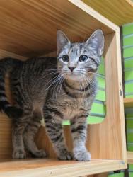 Shelter Stray Female Cat last seen ST PETERS, 4850 Mid Rivers Mall Dr, St Peters, MO 63376, USA