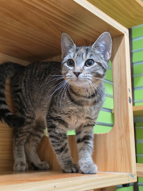 Shelter Stray Female Cat last seen ST PETERS, 4850 Mid Rivers Mall Dr, St Peters, MO 63376, USA