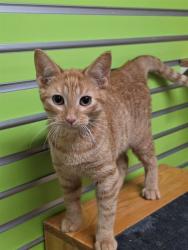 Shelter Stray Male Cat last seen ST PETERS, 4850 Mid Rivers Mall Dr, St Peters, MO 63376, USA