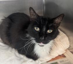 Shelter Stray Male Cat last seen , 14409 Vanowen St, Van Nuys, CA 91405, USA