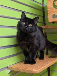 Shelter Stray Female Cat last seen OFALLON, 4850 Mid Rivers Mall Dr, St Peters, MO 63376, USA