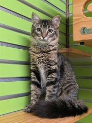 Shelter Stray Female Cat last seen OFALLON, 4850 Mid Rivers Mall Dr, St Peters, MO 63376, USA