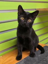 Shelter Stray Female Cat last seen LAKE ST LOUIS, 4850 Mid Rivers Mall Dr, St Peters, MO 63376, USA