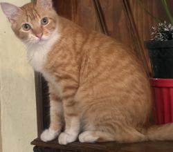 Lost Male Cat last seen Rua Aníbal Ferreira - Éden, Éden, RJ 25535-042
