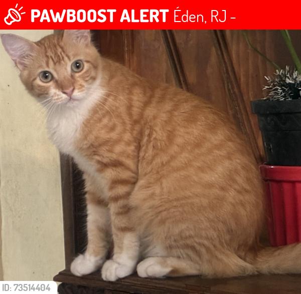 Lost Male Cat last seen Rua Aníbal Ferreira - Éden, Éden, RJ 25535-042