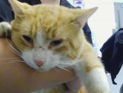 Shelter Stray Male Cat last seen CHARLOTTE, 8315 Byrum Dr, Charlotte, NC 28217, USA