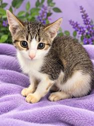 Shelter Stray Unknown Cat last seen DRUM RD, 1601 Airport Rd, Shelby, NC 28150, USA