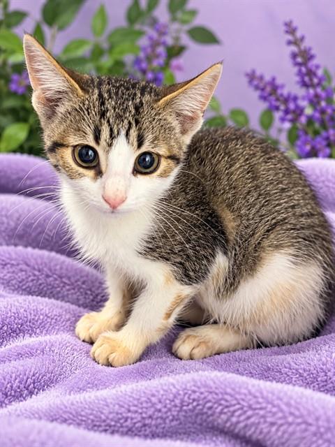 Shelter Stray Unknown Cat last seen DRUM RD, 1601 Airport Rd, Shelby, NC 28150, USA