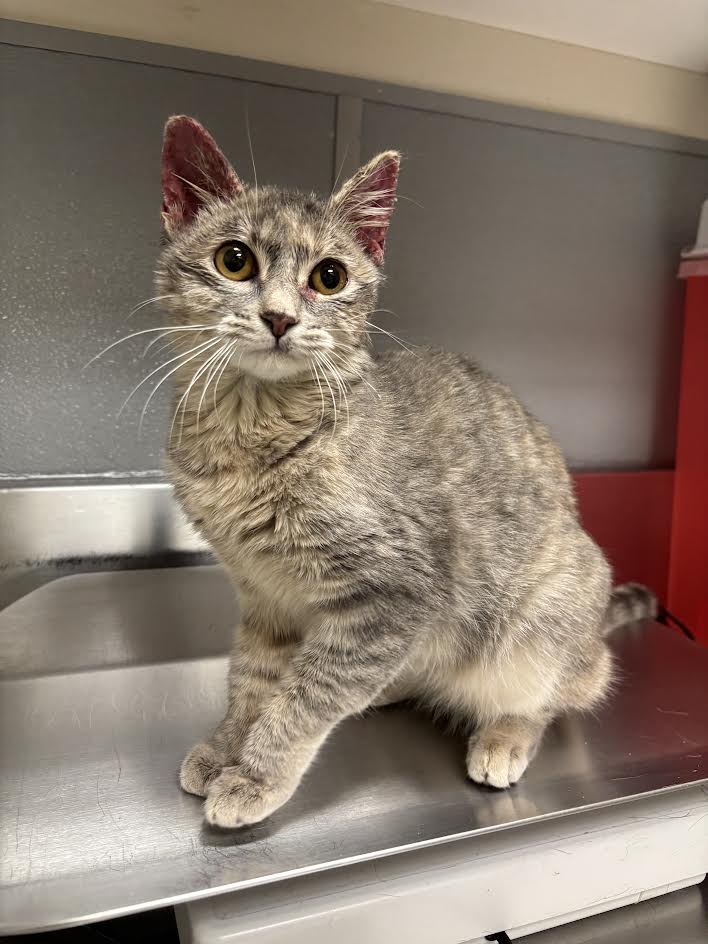 Shelter Stray Female Cat last seen Near BLOCK E OWENS AVE, NORTH LAS VEGAS NV 89030, 655 N Mojave Rd, Las Vegas, NV 89101, USA