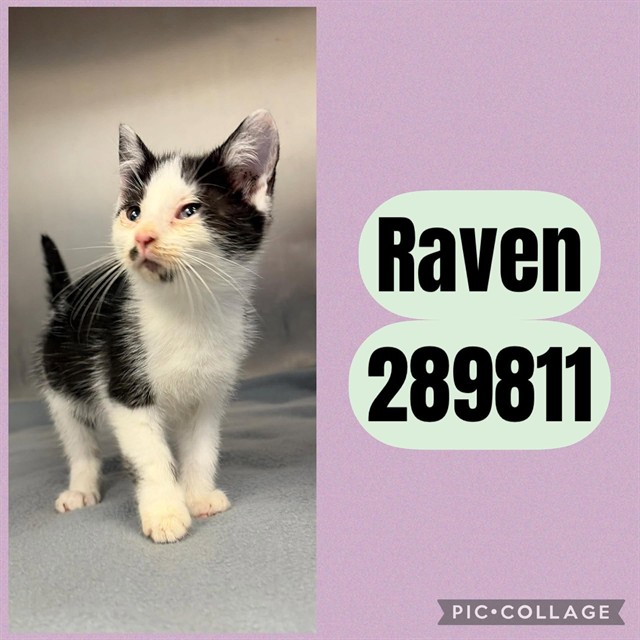 Shelter Stray Female Cat last seen LOG CABIN DR, 4214 Fulton Mill Rd, Macon, GA 31216, USA