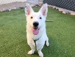 Shelter Stray Female Dog last seen 83RD AVE AND UNION HILLS DR, 2500 S 27th Ave, Phoenix, AZ 85009, USA