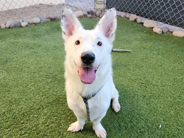 Shelter Stray Female Dog last seen 83RD AVE AND UNION HILLS DR, 2500 S 27th Ave, Phoenix, AZ 85009, USA