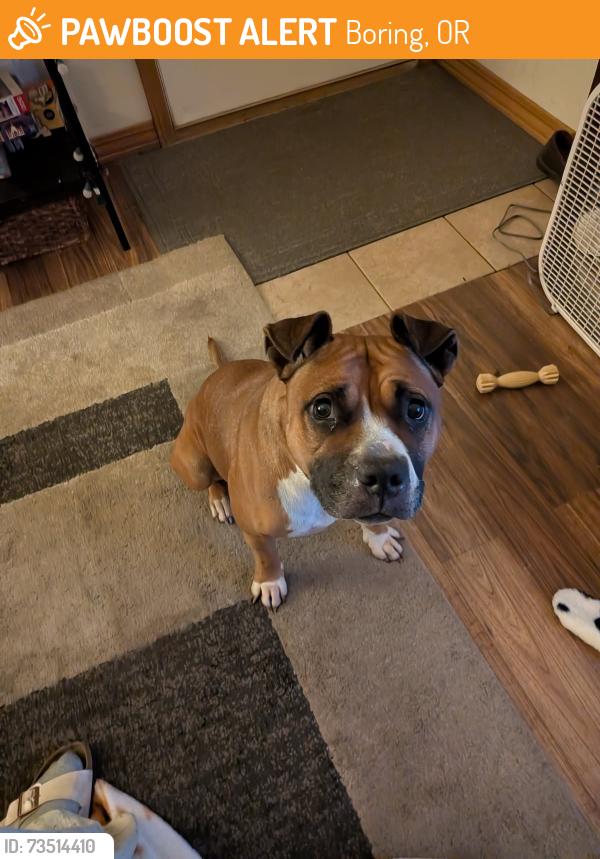 Found/Stray Female Dog last seen Boring Oregon, Boring, OR 97009