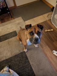 Found/Stray Female Dog last seen Boring Oregon, Boring, OR 97009