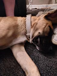 Found/Stray Female Dog last seen Dittman, Lee's Summit, MO 64090