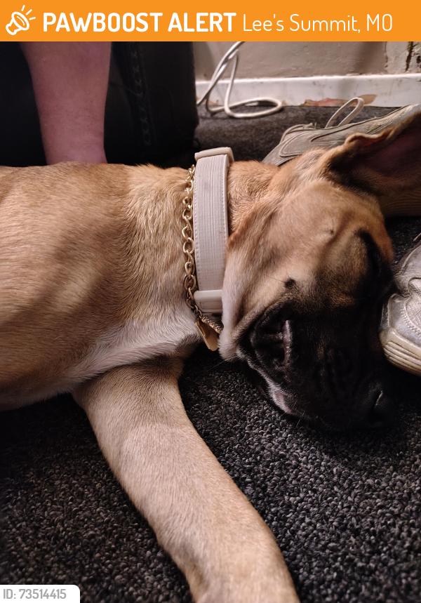 Found/Stray Female Dog last seen Dittman, Lee's Summit, MO 64090