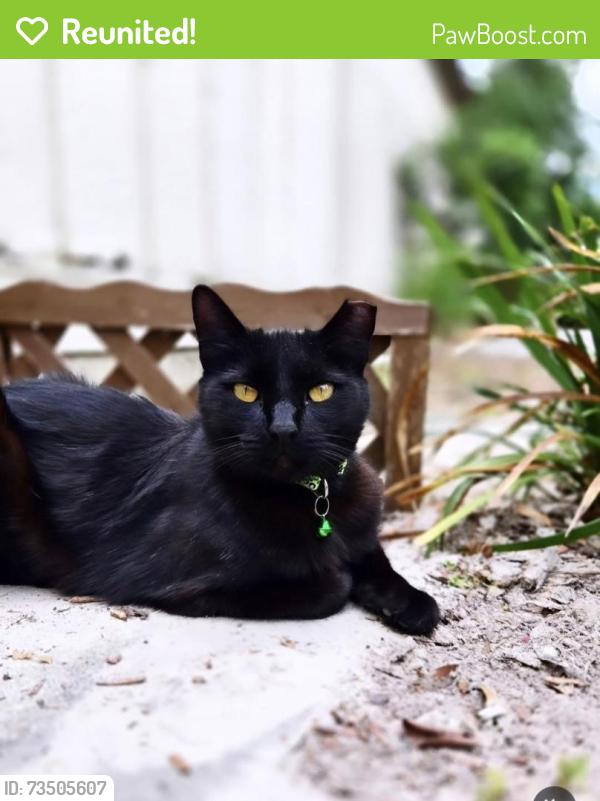 Reunited Female Cat last seen Cypress Pointe, Gainesville, FL 32607