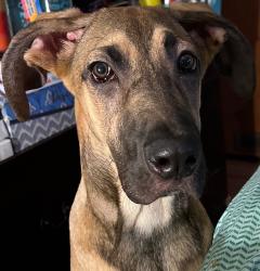 Reunited Female Dog last seen Near JW Seabrook School, Fayetteville, NC 28312