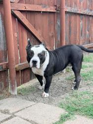 Found/Stray Male Dog last seen Pepperridge Dr, Lancaster, TX 75134