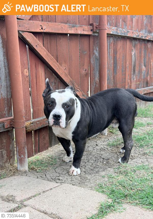 Found/Stray Male Dog last seen Pepperridge Dr, Lancaster, TX 75134