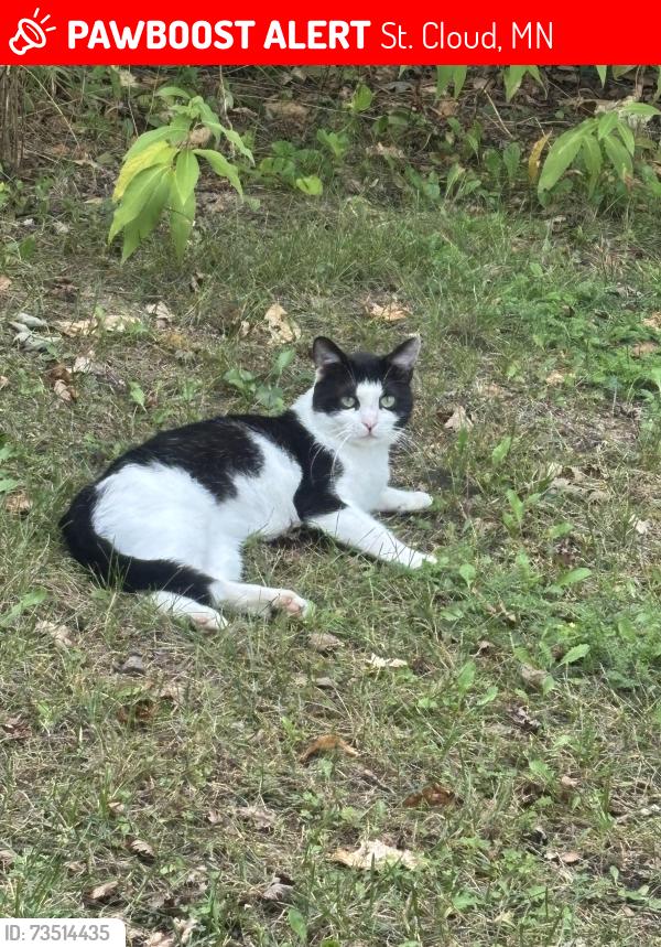 Lost Male Cat last seen Near Centennial Park, St. Cloud, MN 56303