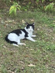 Lost Male Cat last seen Near Centennial Park, St. Cloud, MN 56303