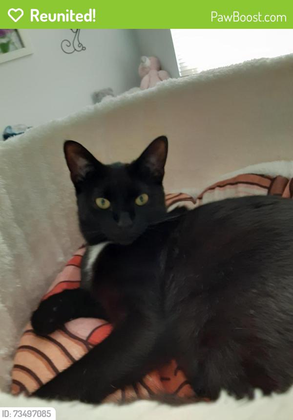 Reunited Female Cat last seen Carolina crossing, Little River, SC 29566