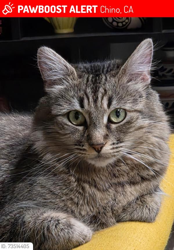 Lost Female Cat last seen 12th Street & B Street, Chino, CA 91710