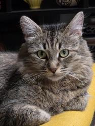 Lost Female Cat last seen 12th Street & B Street, Chino, CA 91710
