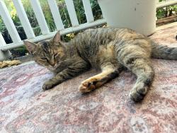Found/Stray Unknown Cat last seen Abbottswood dr, Fayetteville, NC 28301