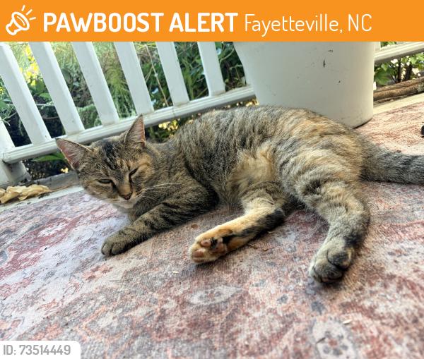 Found/Stray Unknown Cat last seen Abbottswood dr, Fayetteville, NC 28301