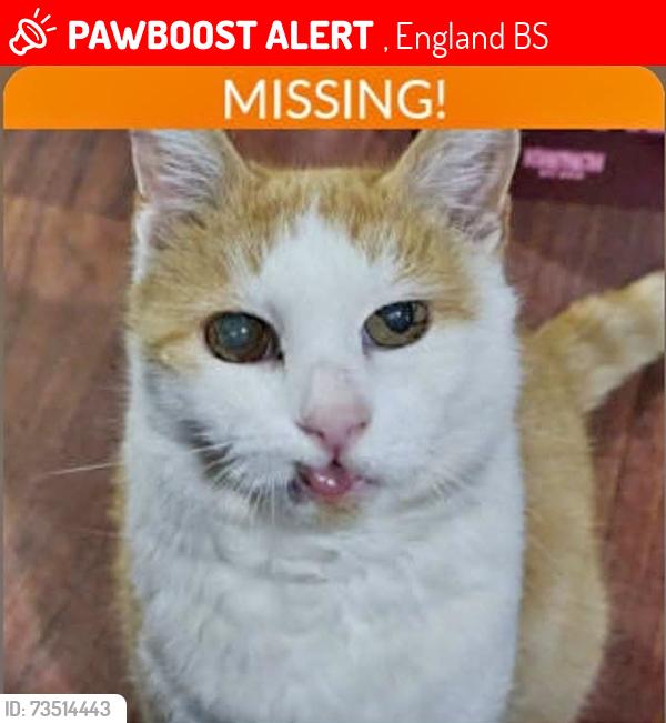 Lost Male Cat last seen Elvard Road, Molesworth Drive, , England BS13